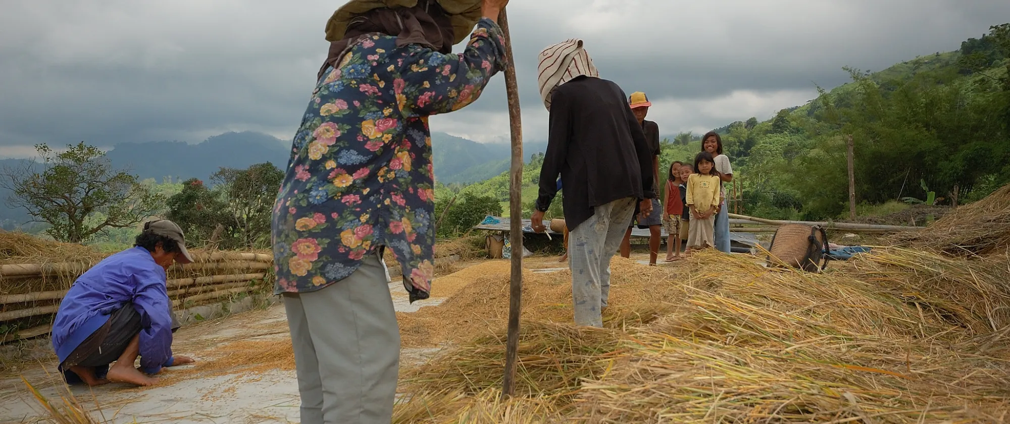 A group of T’bolis perform manual threshing of rice grains using only their feet.