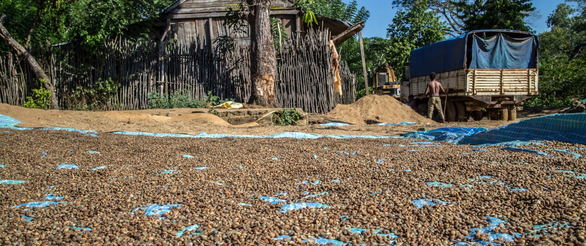 Coffee drying in the sun