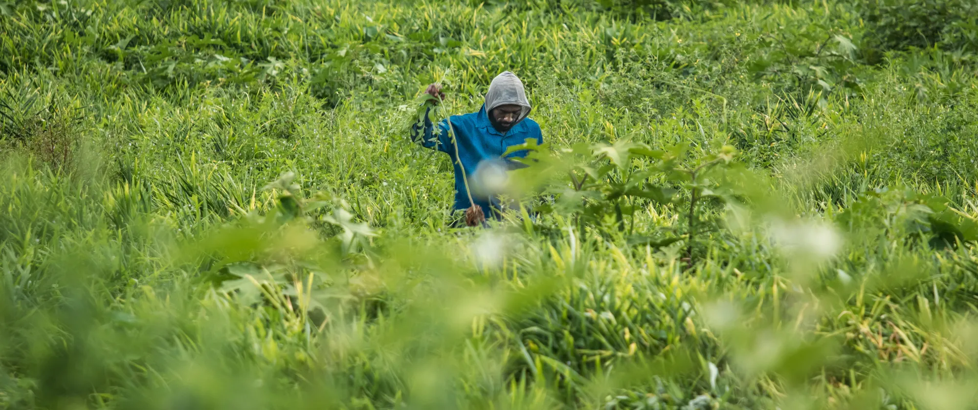Ginger farmer 