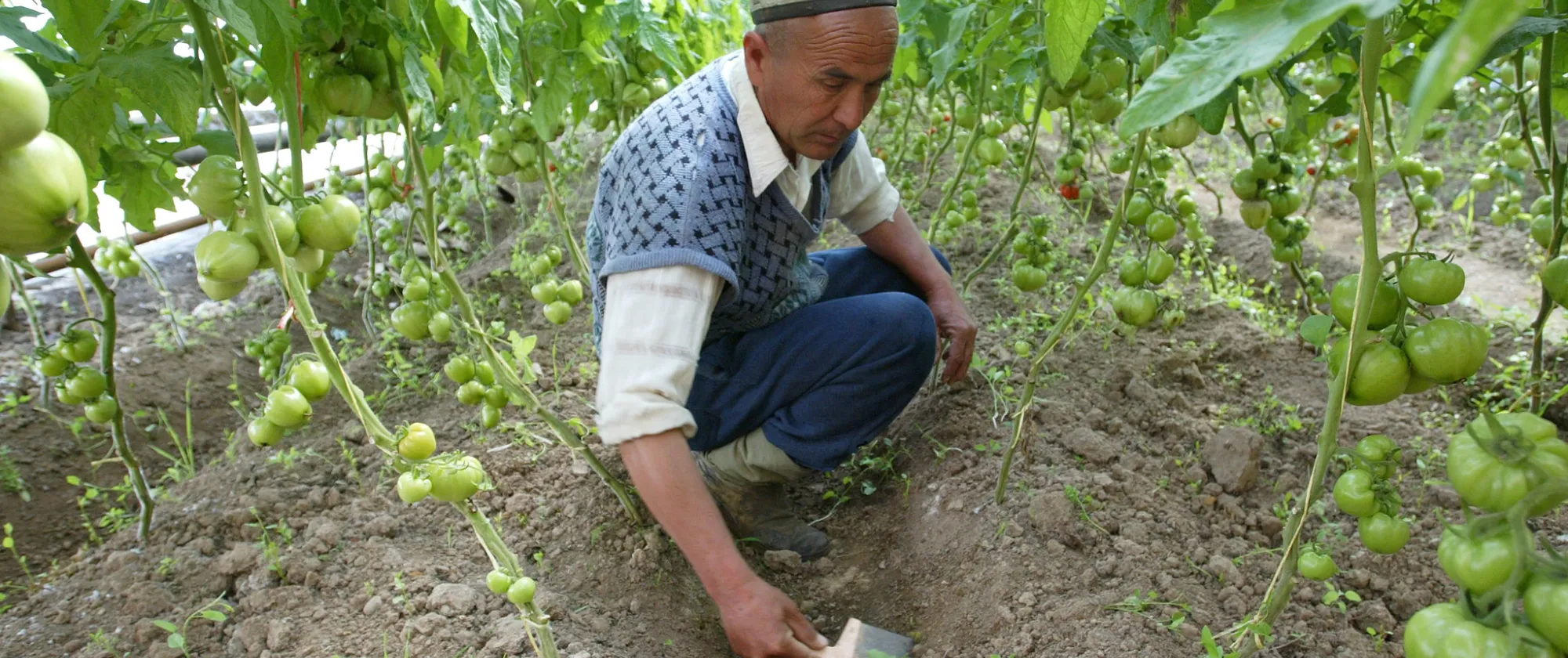 Man taking care of tomato plants_Kyrgysztan