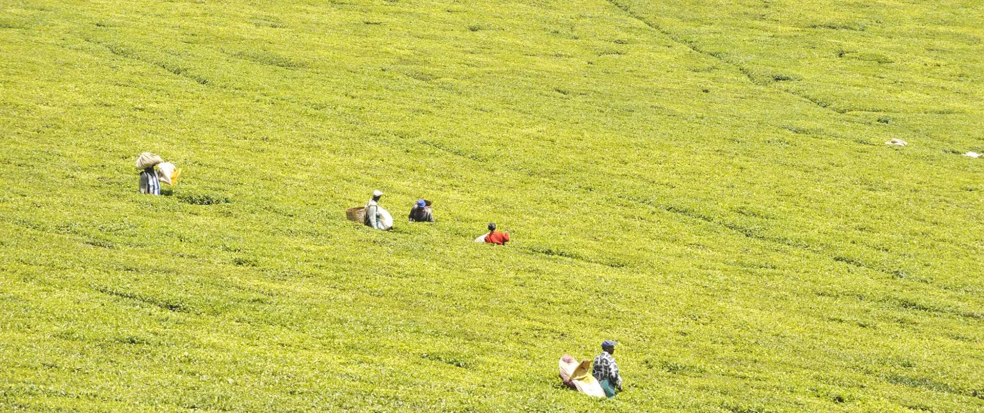 workers in tea plantation.Kenya