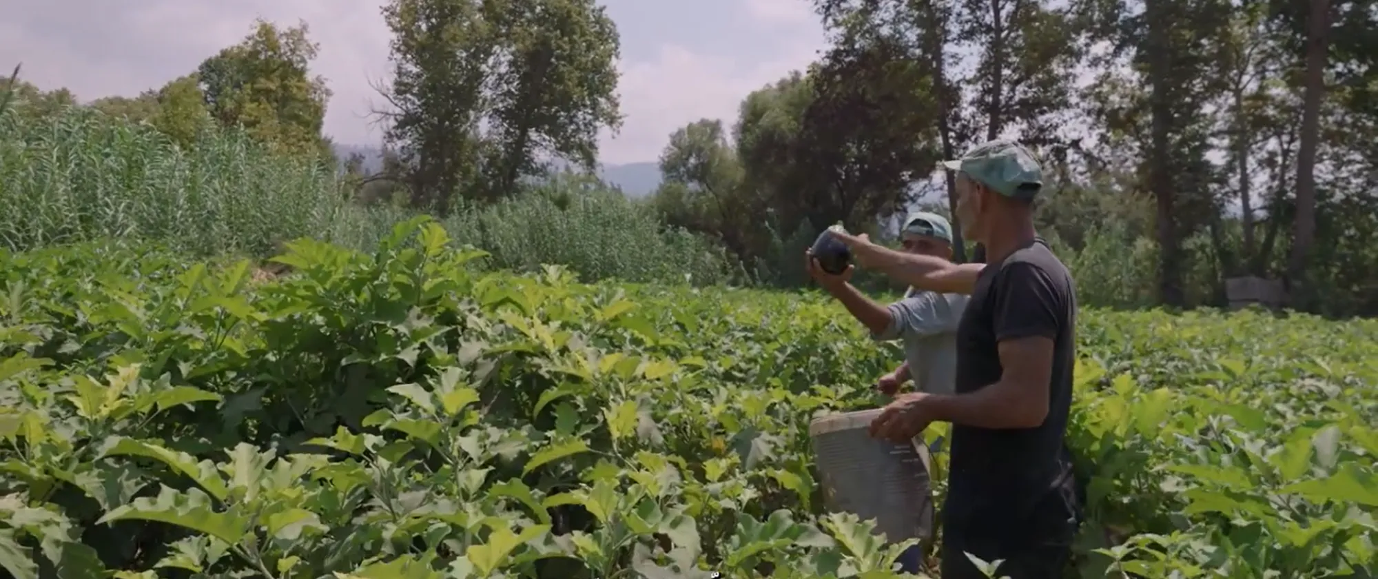 agricultural workers