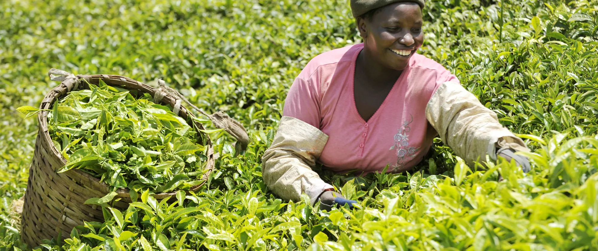 Woman harvesting tea