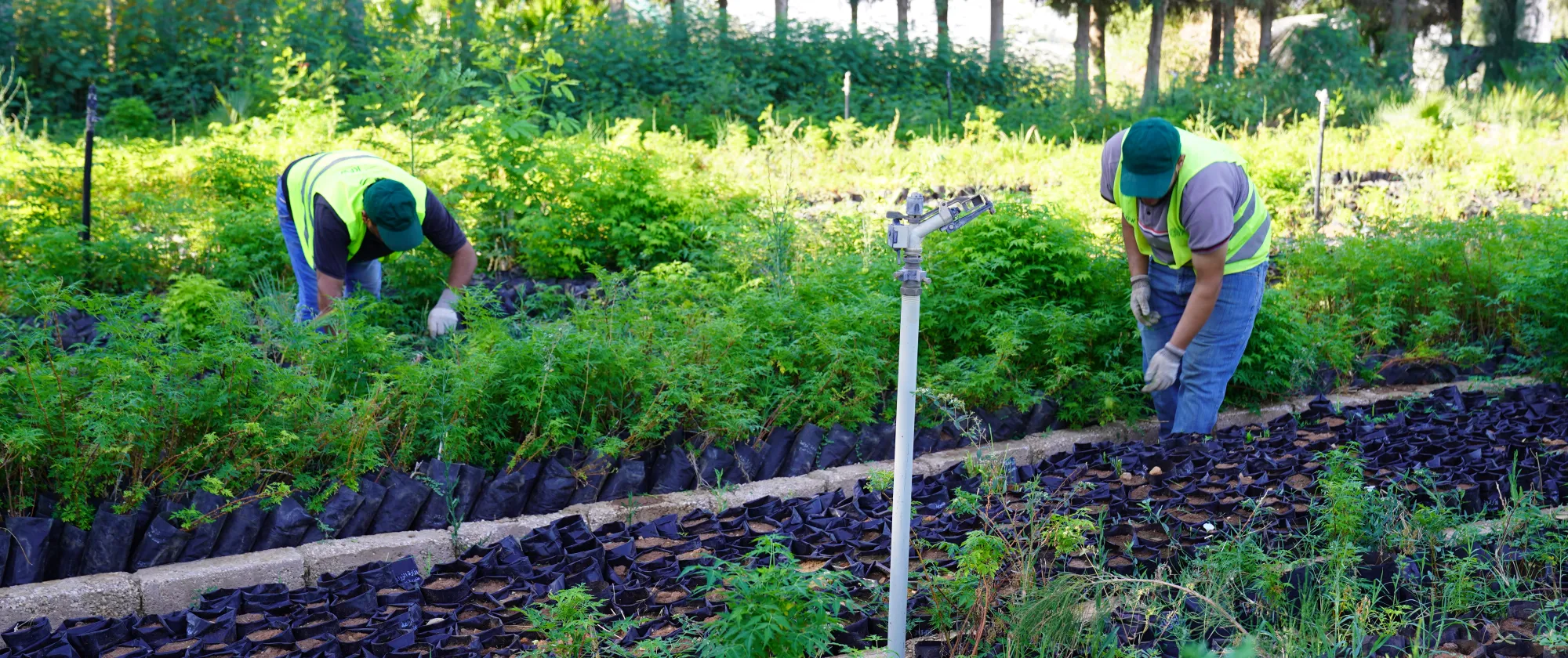 workers tending plants at the nursery