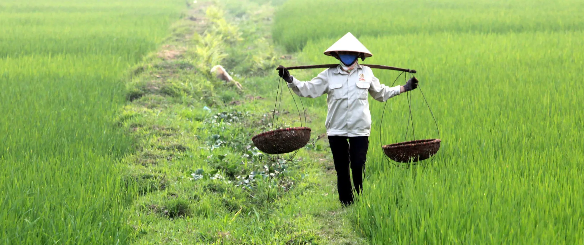 woman walking along a rice paddy carrying baskets