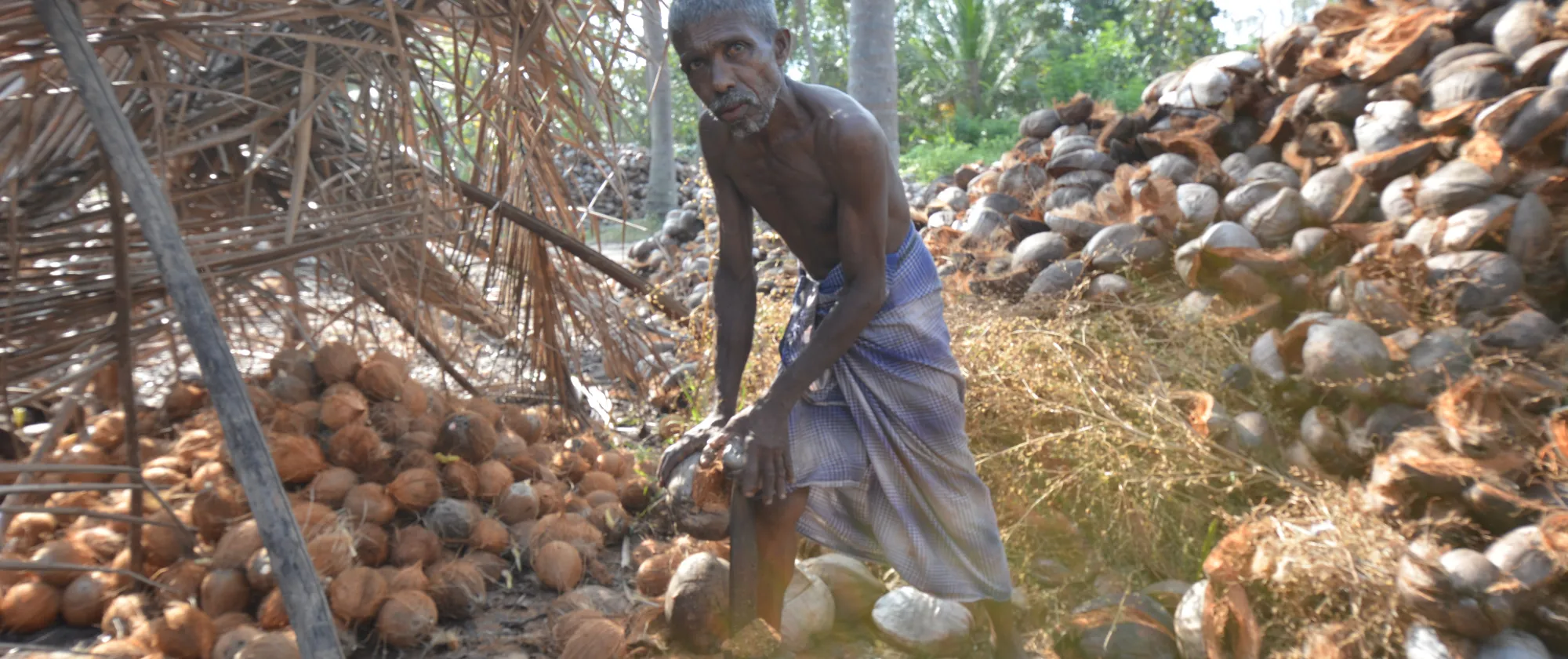 worker processsing brown coconuts