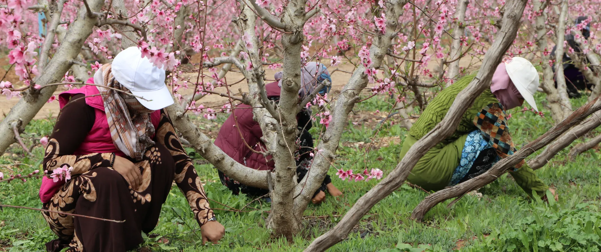 female farmers picking up herbs from the ground