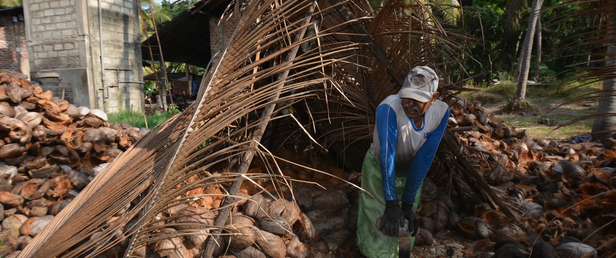 worker opening brown coconuts with a sharp tool in a field of coconut