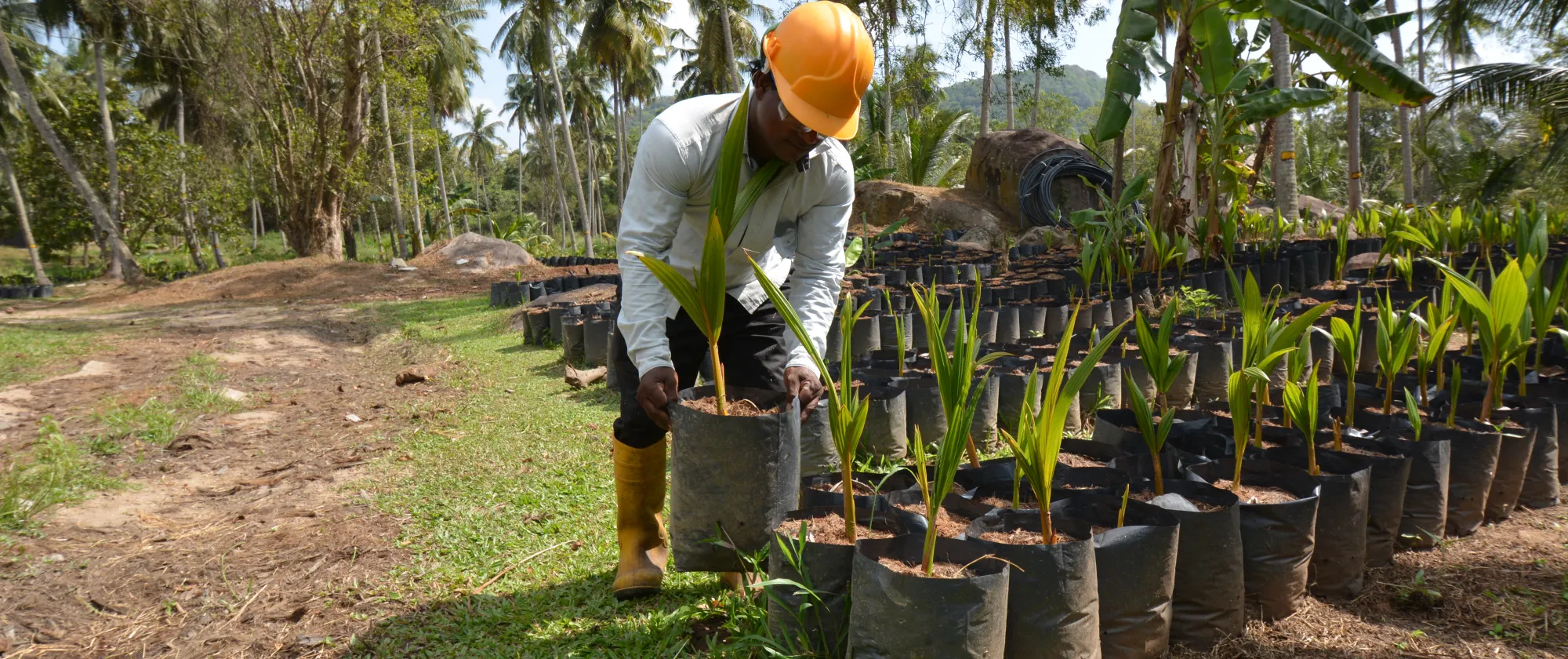 worker planting coconut wearing PPE