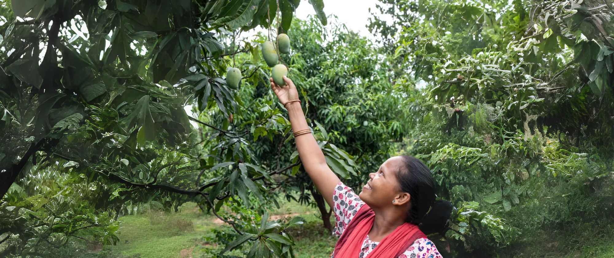 Woman collecting mangos from a tree