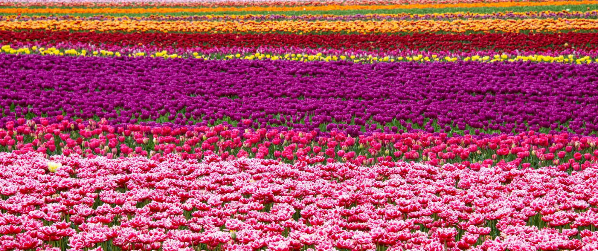  pexels-lichtblick800-16693339_field of flower_hero