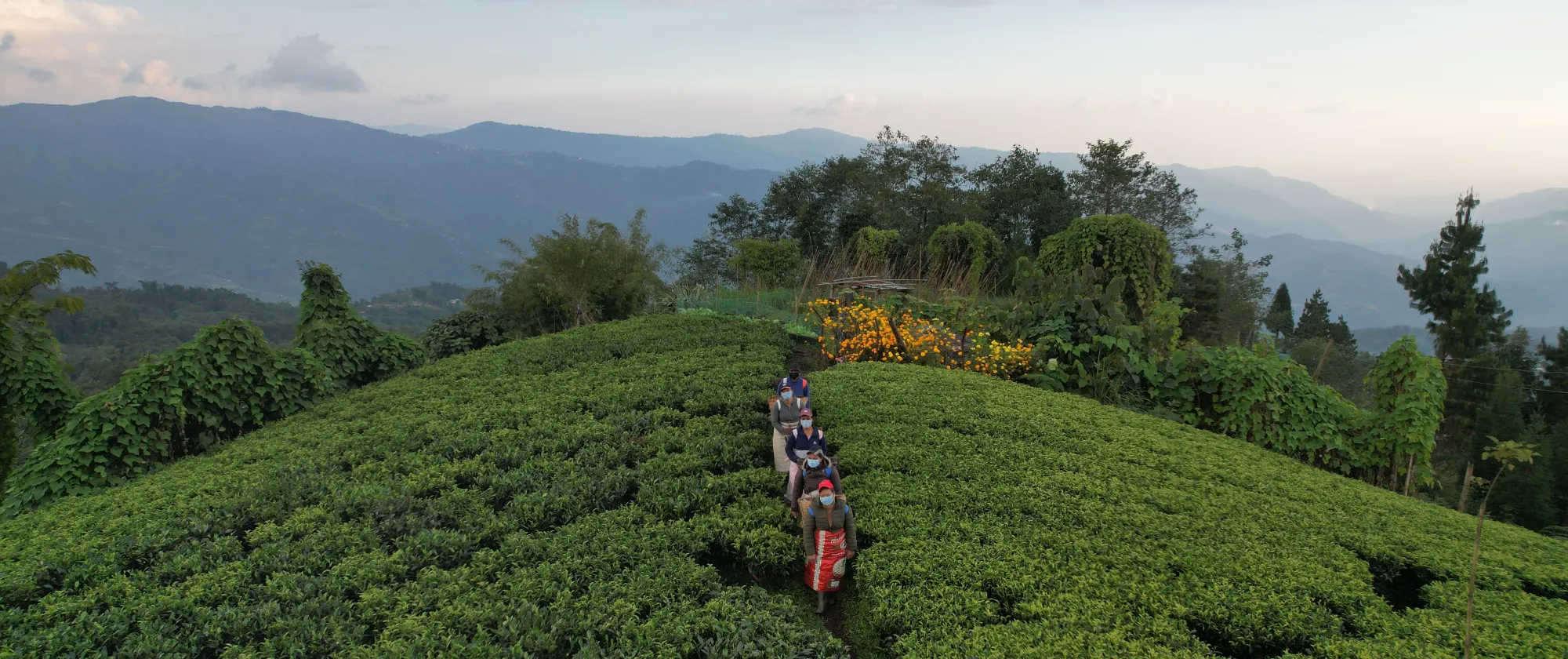 drone view of tea pluckers in Nepal