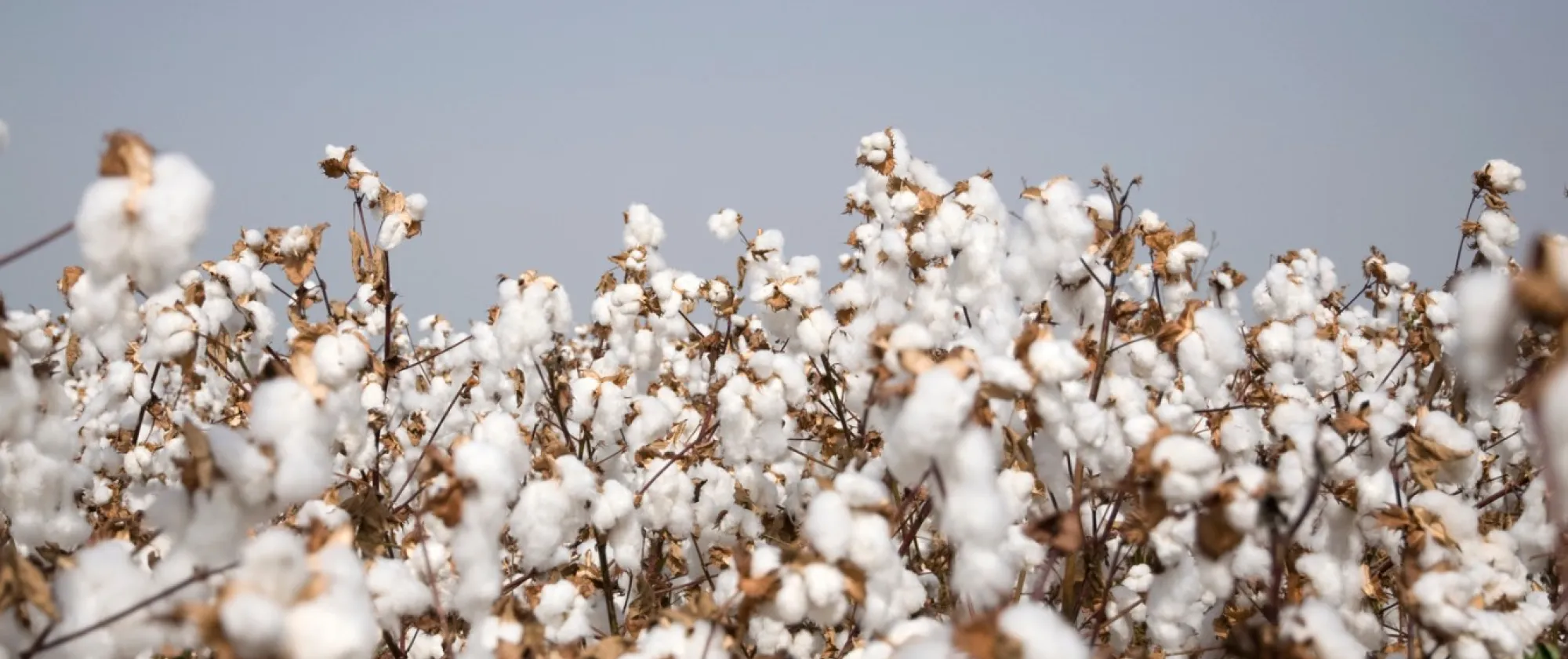 Cotton plantation