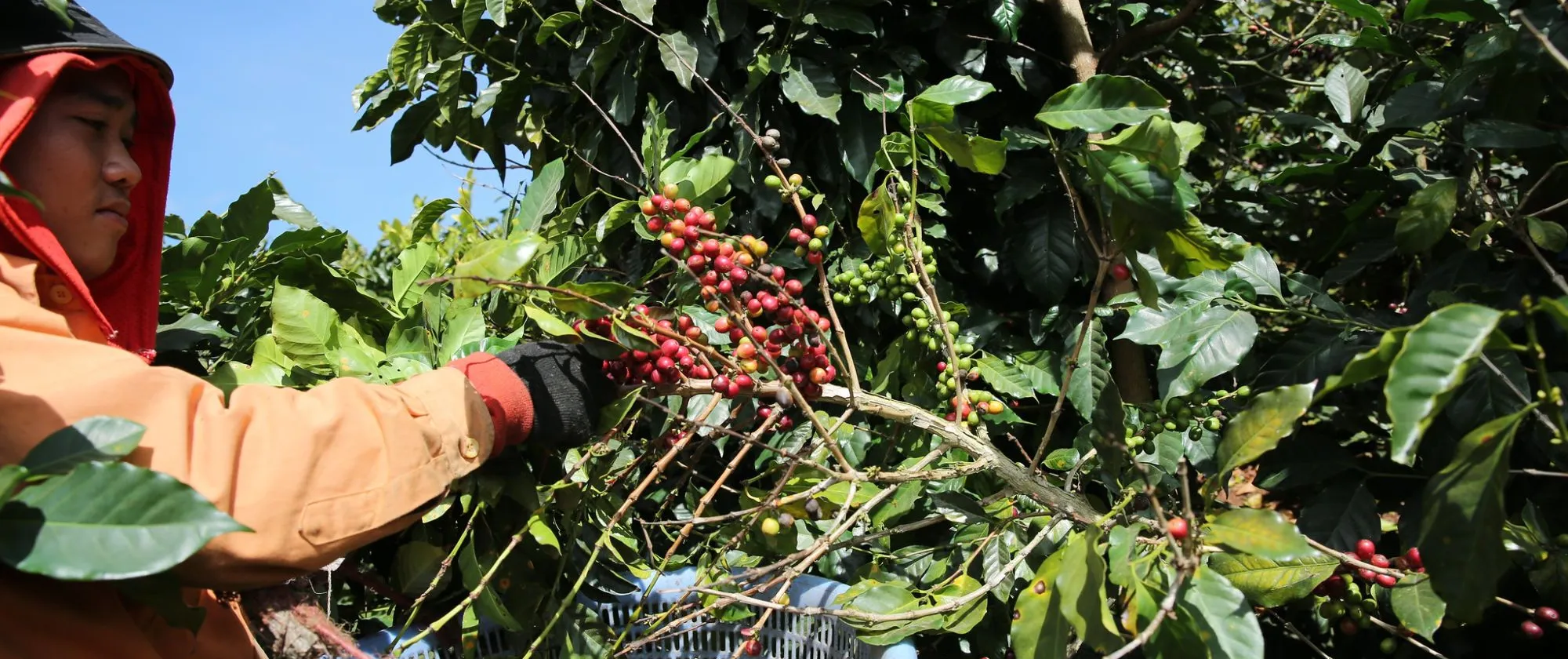 a coffee farmer harvesting coffee beans in Vietnam
