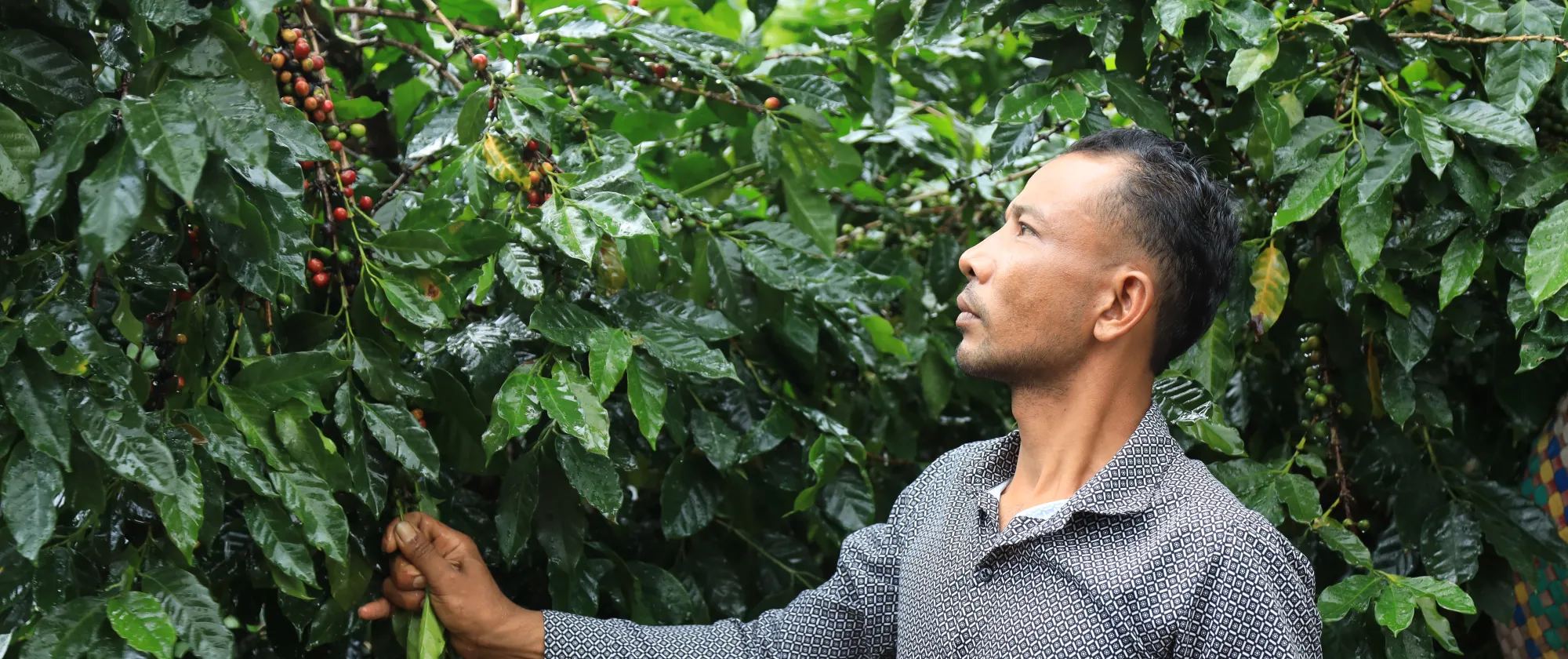 A man is looking at a coffee tree.