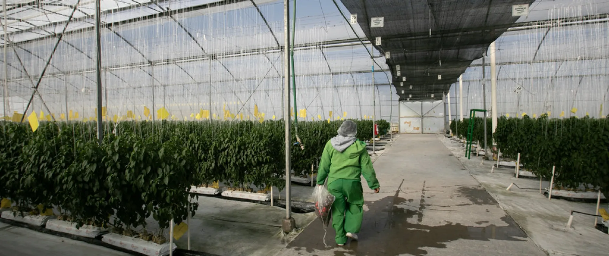 A worker in a greenhouse 