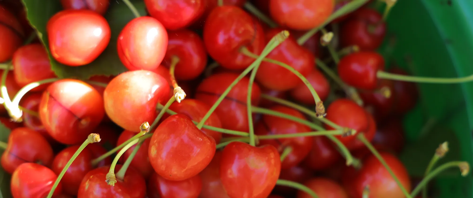 Cherries being prepared for packing and exporting in Kaa el Rim, Lebanon. 11 July 2024