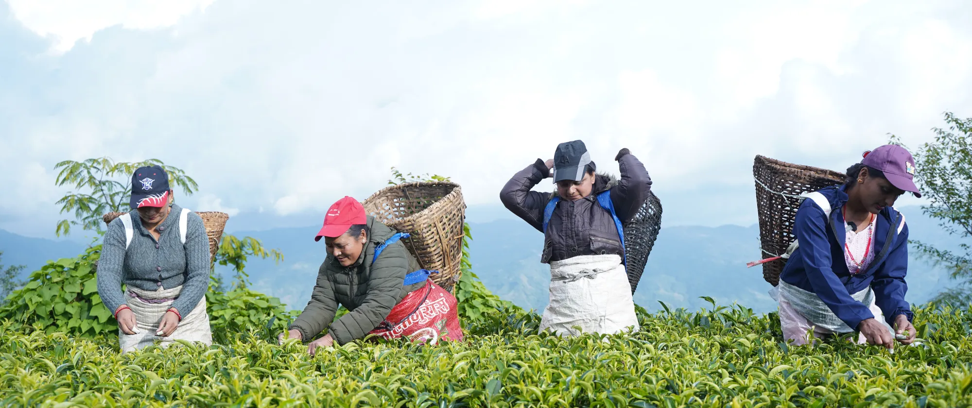 4 women picking tea leaves in a tea plantation in Nepal