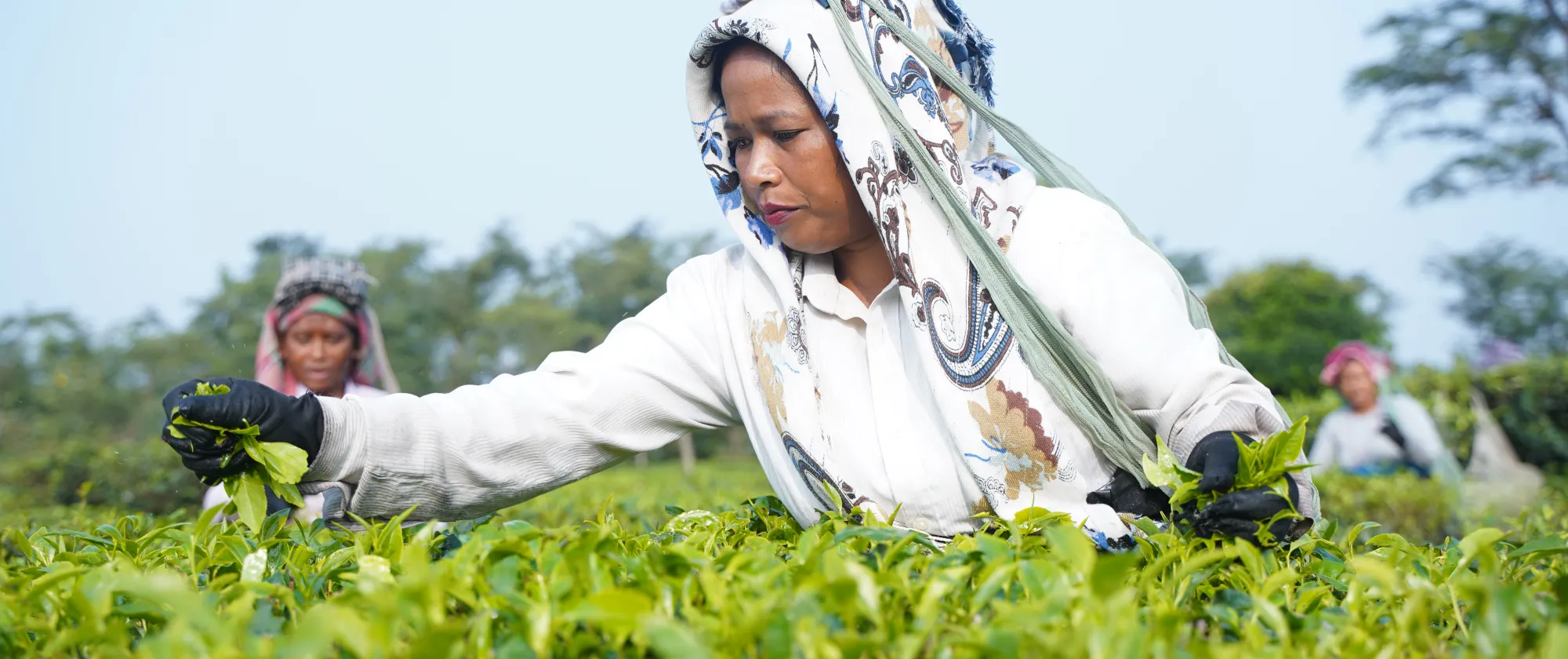 Woman plucking tea in a nepalese plantation