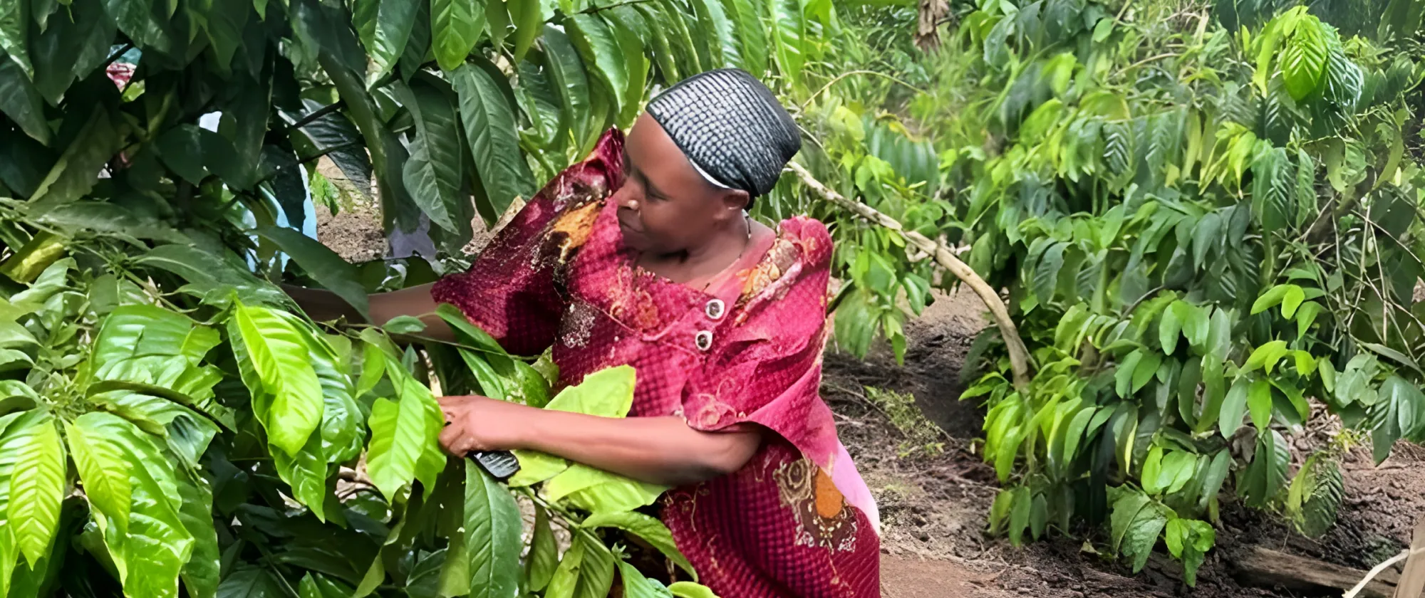 Mrs. Visencia Walugembe of Busoga Cooperative Society in Kyamulibwa sub-county Kalungu district tending to her coffee garden. Uganda, 2024.
