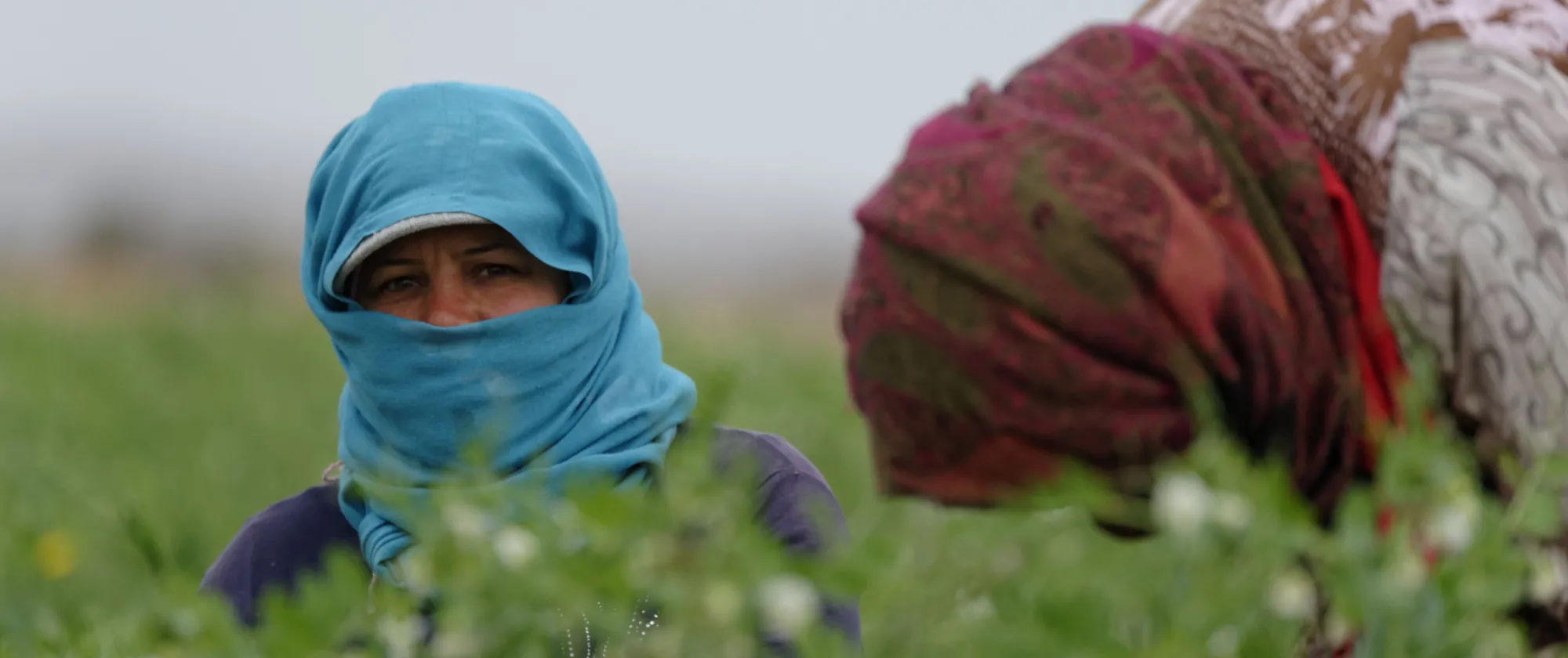 A woman in a blue headscarf works in a green agricultural field, with another worker nearby.