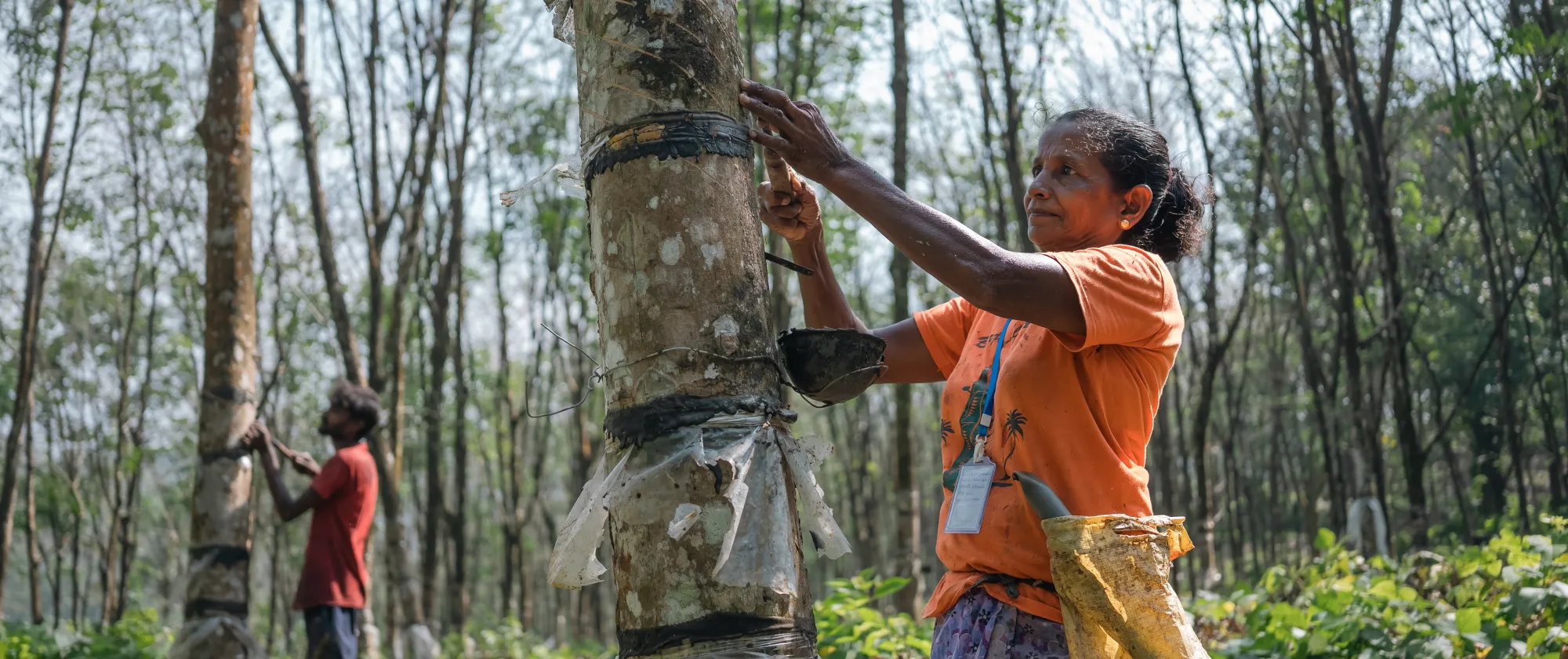 picture showing a woman tapping a rubber tree