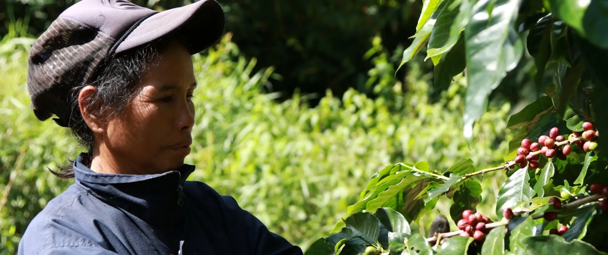 A woman collecting coffee fruits. 
