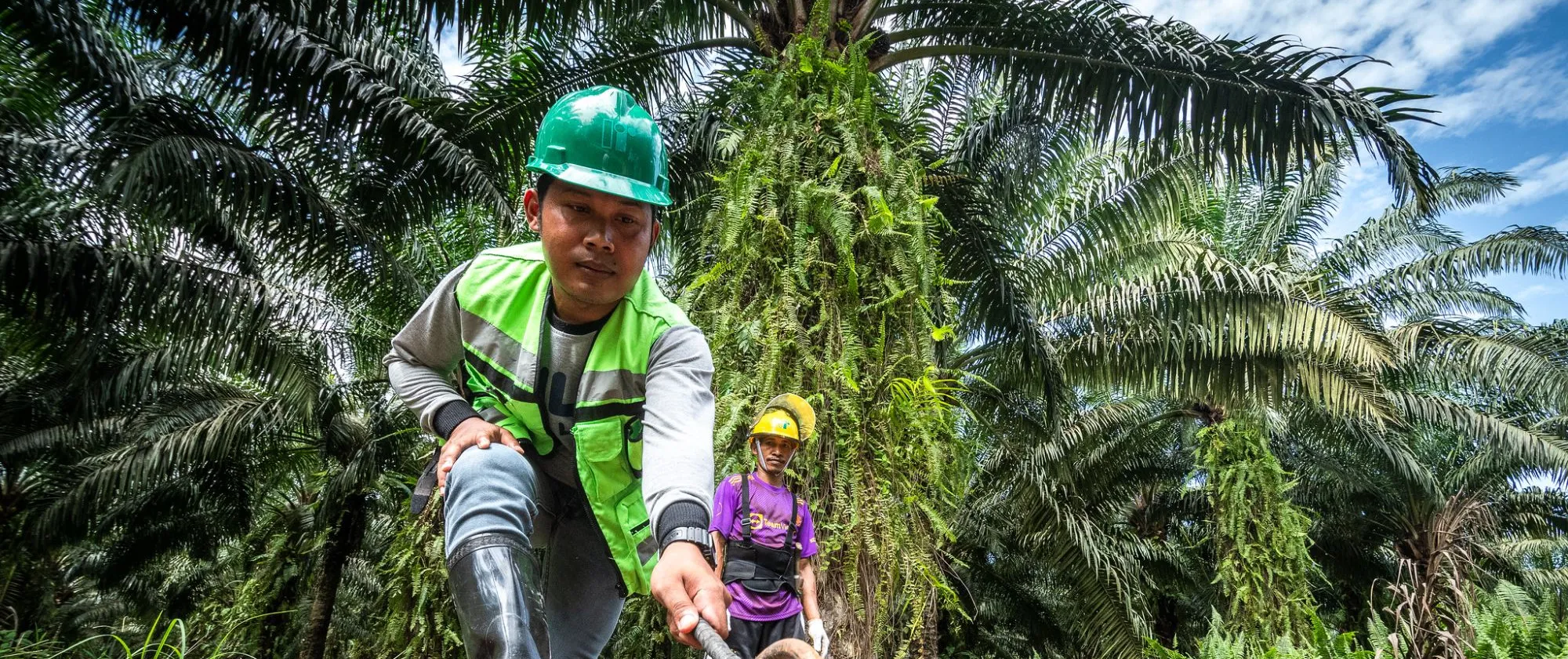 A harvester clerk evaluates visually the quality of just harvested oil palm fresh fruit bunches using “Gancu” (hook)