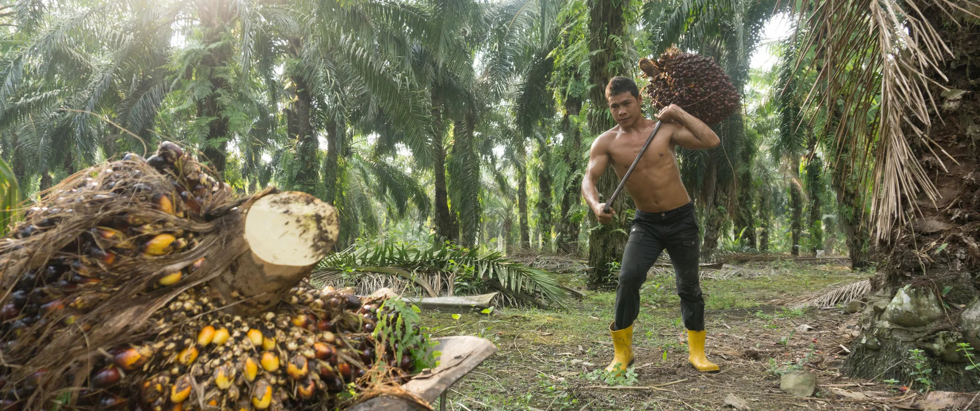 A worker carriers palm oil fruits on his shoulder.