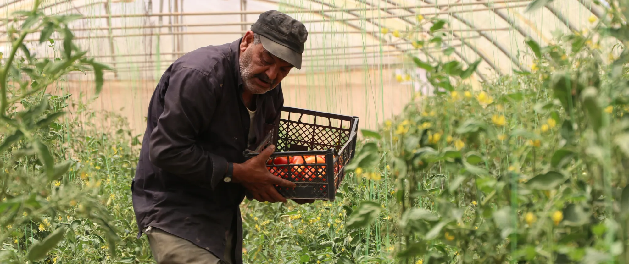 an old man picking up tomatoes 