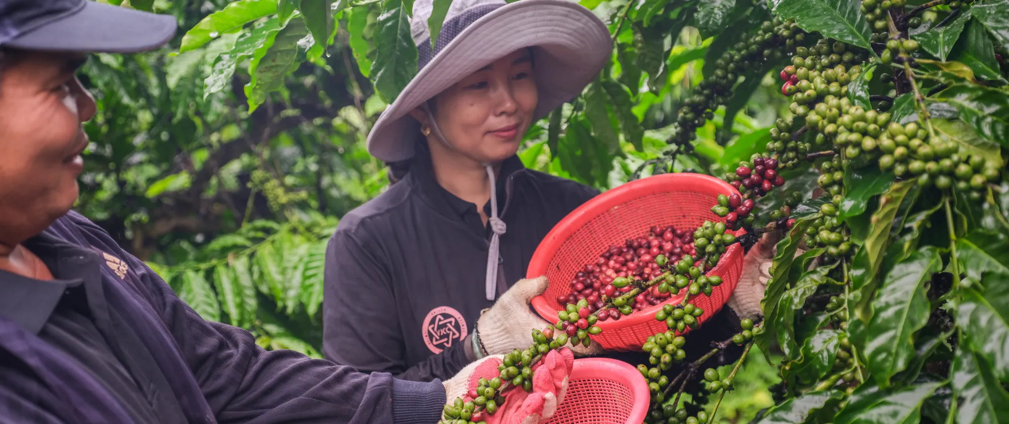 Dung and Ngoc Anh begin harvesting the very first ripe cherries, expecting a bountiful and fruitful season ahead.