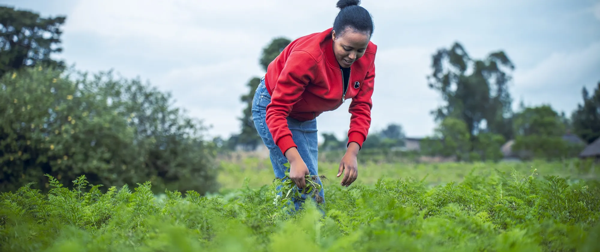Woman farmer working in a vegetable farm