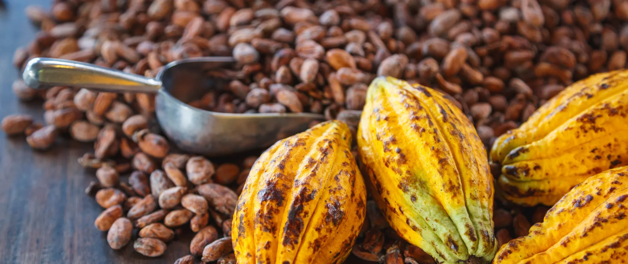 Cacao and cacao beans
