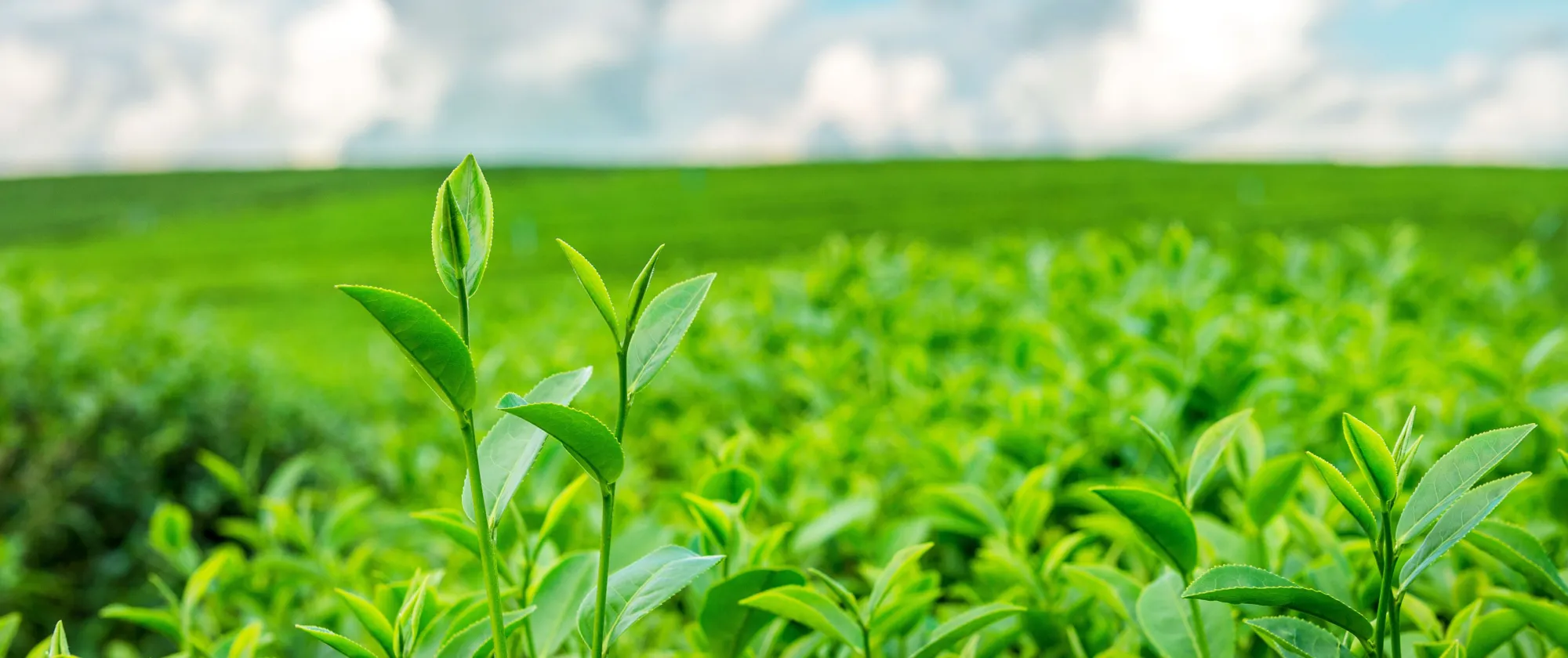 Tea plantation
