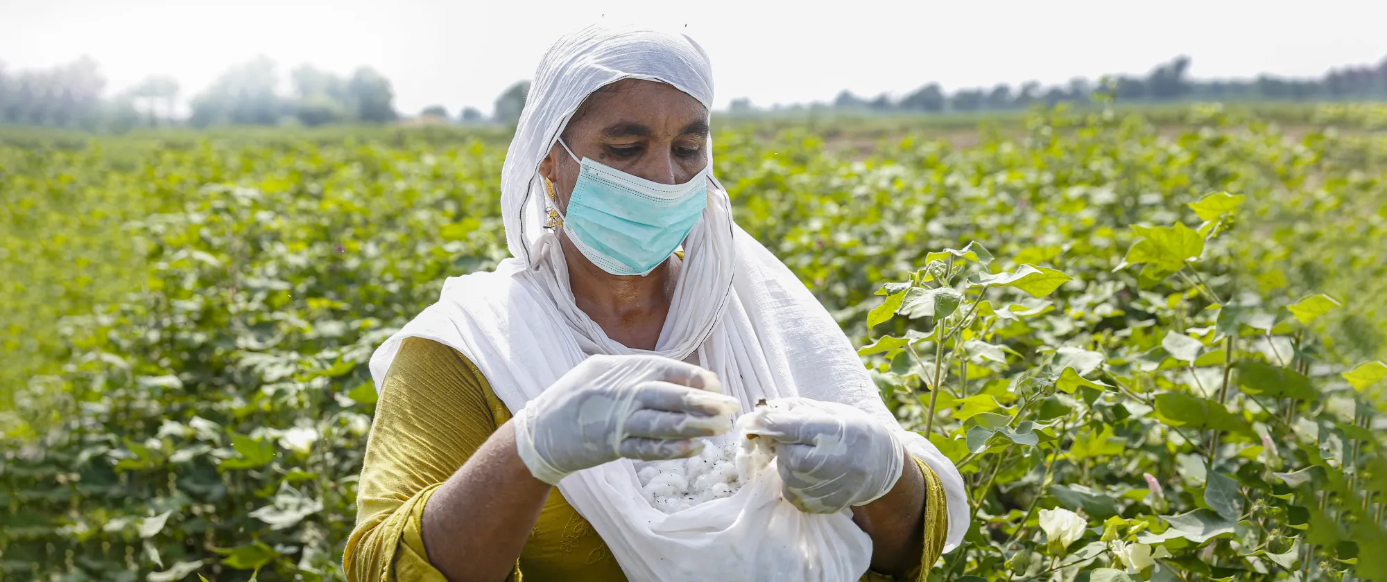 A woman cotton picker is working in the field of Southern Punjab, Pakistan