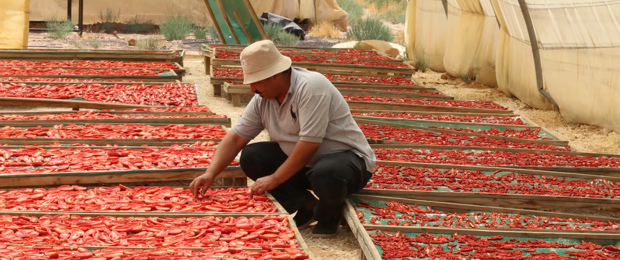 A man kneeling in front of rows of drying red peppers in a greenhouse, in Jordan
