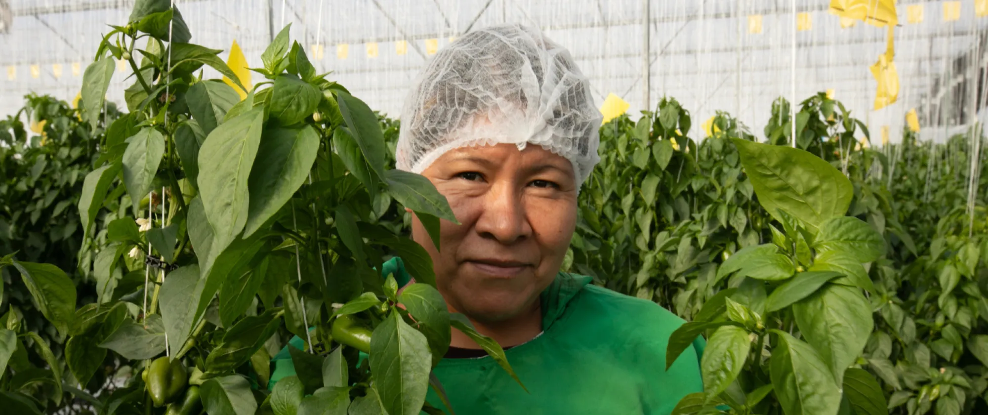 Trabajadores en un invernadero de producción de tomate y chile en Poncitlán, México.