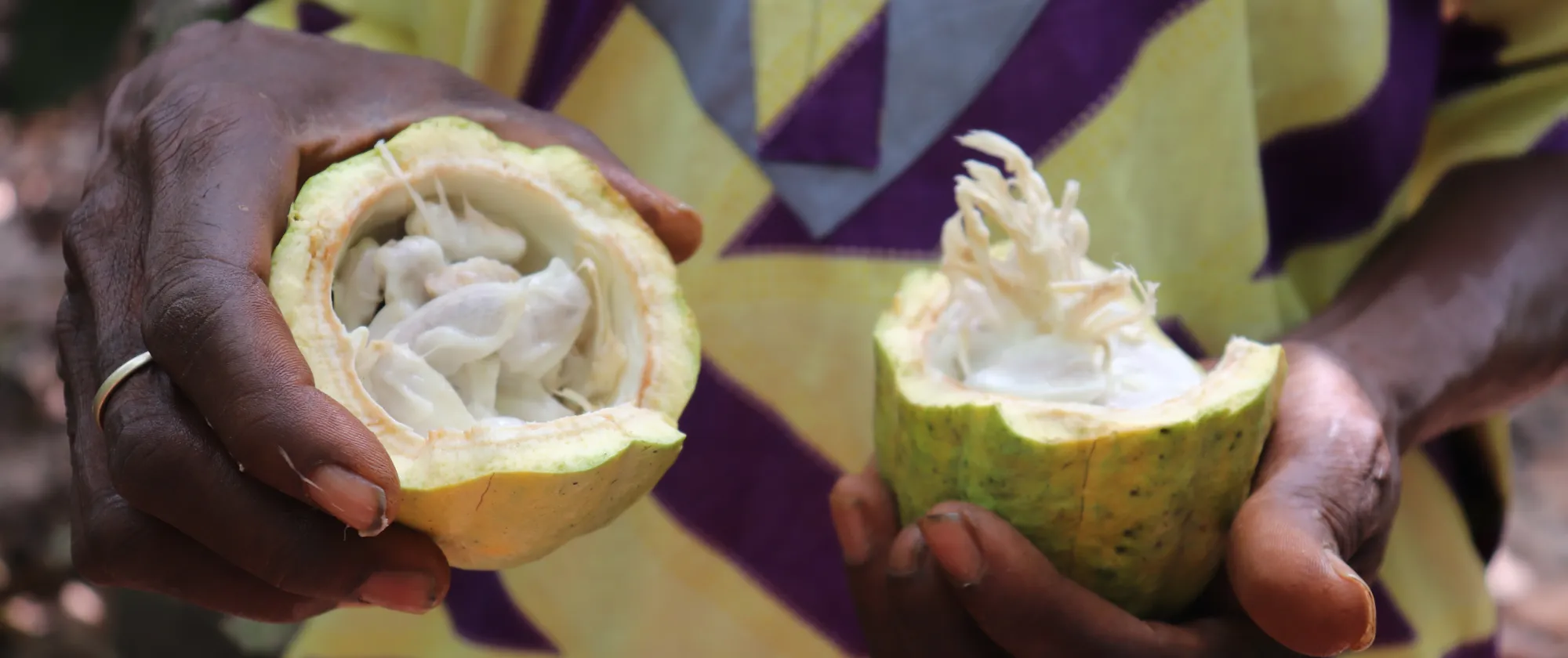A farmer hand's presenting an open cacao fruit
