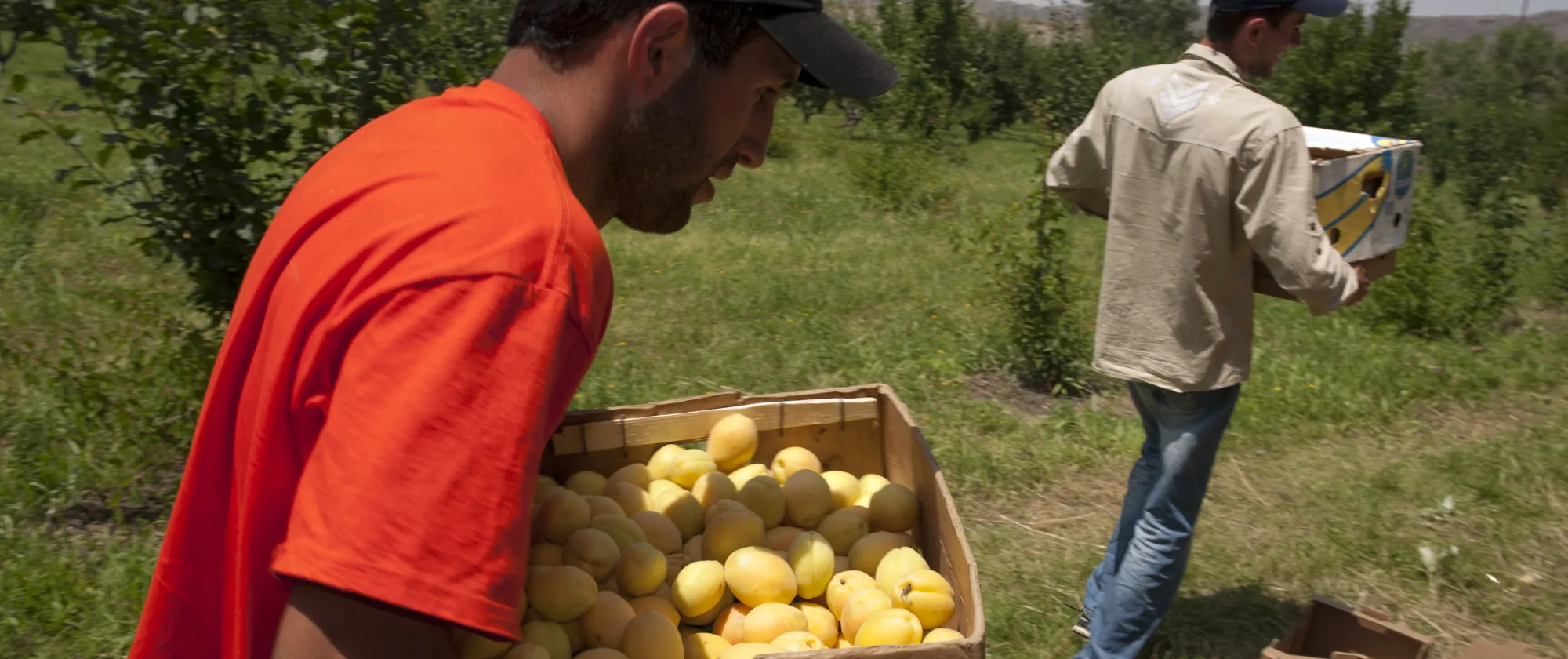 Two men holding boxes of fruits