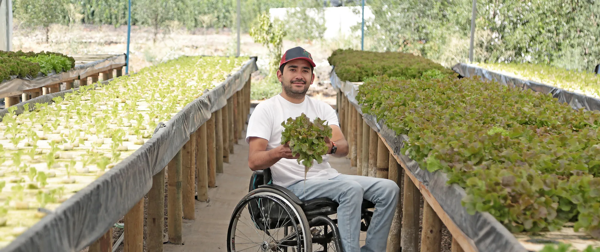 Man in a wheelchair inside a greenhouse. He holds a lettuce in his hands and smiles at the camera.