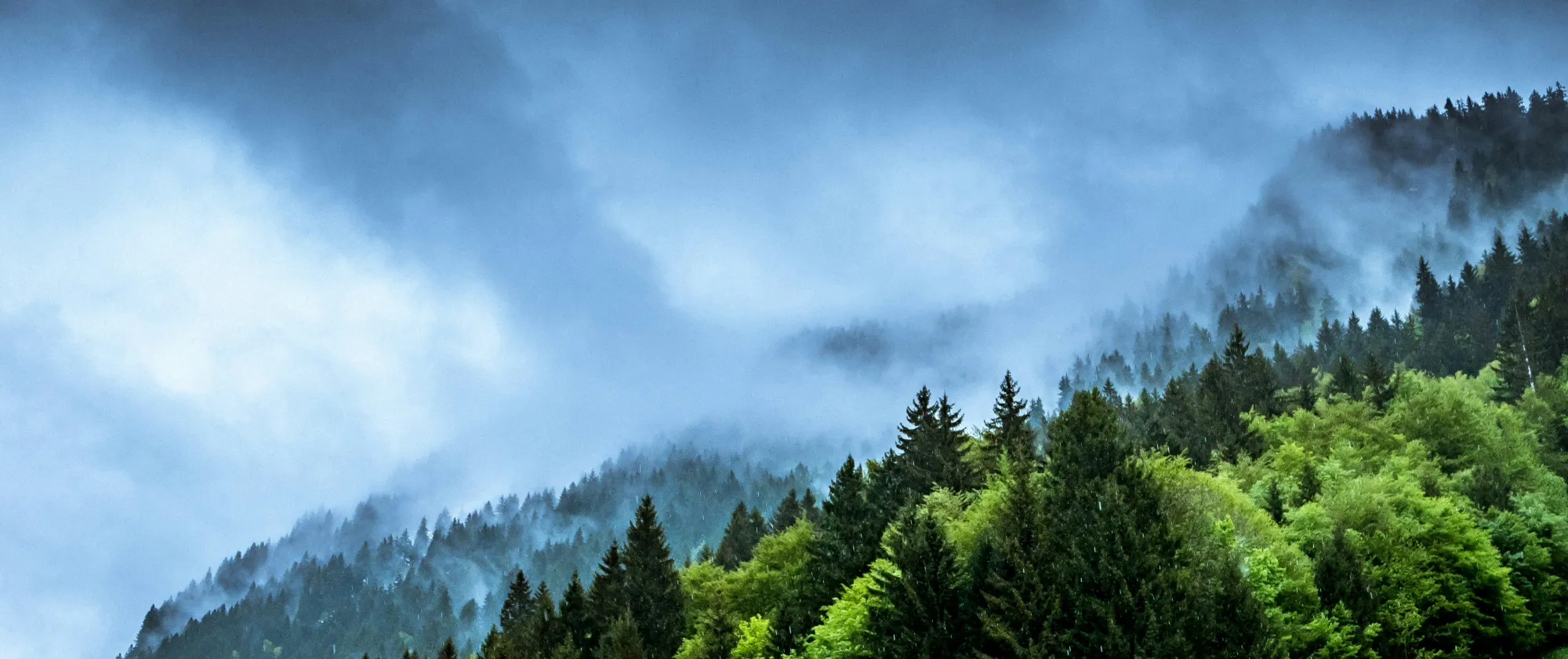 Fir forest, dark clouds and mystical mist
