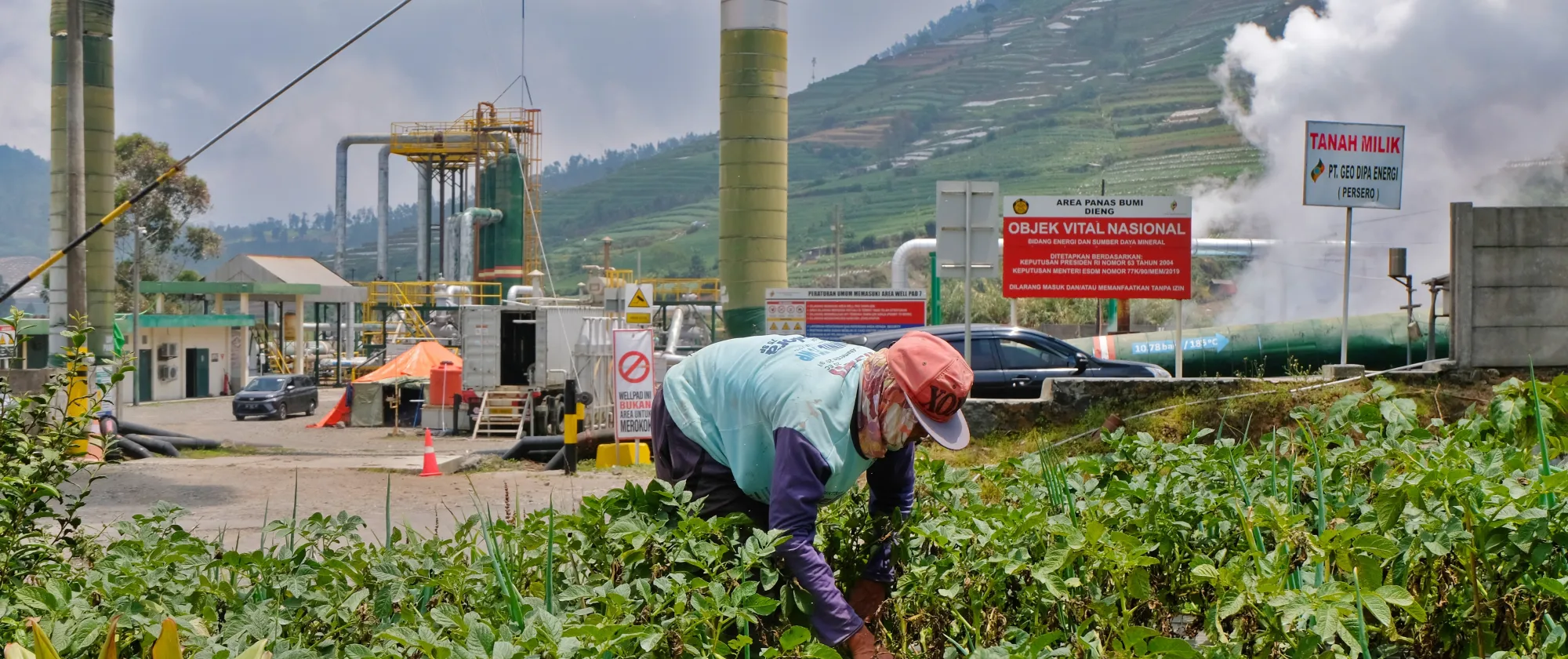 A farmer collecing vegetables. 
