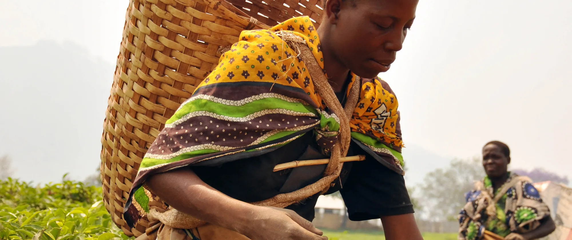 Woman picking tea leaves in a field in Malawi, wearing a basket on her back