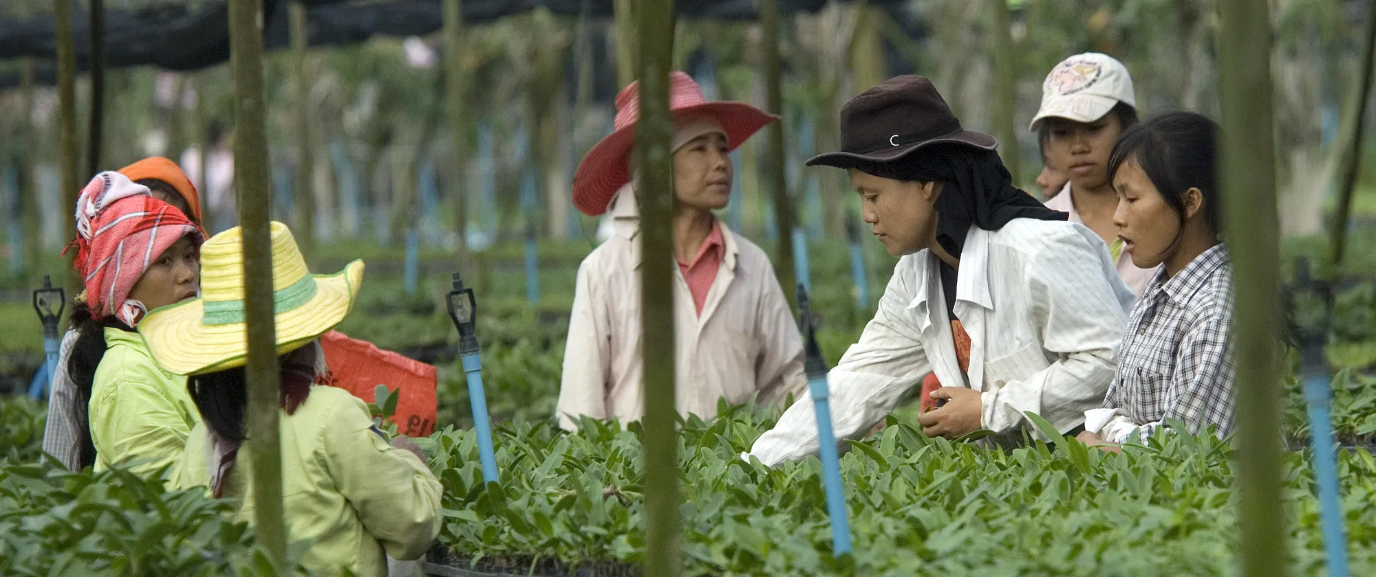 A group of women working at an orchid plantation 