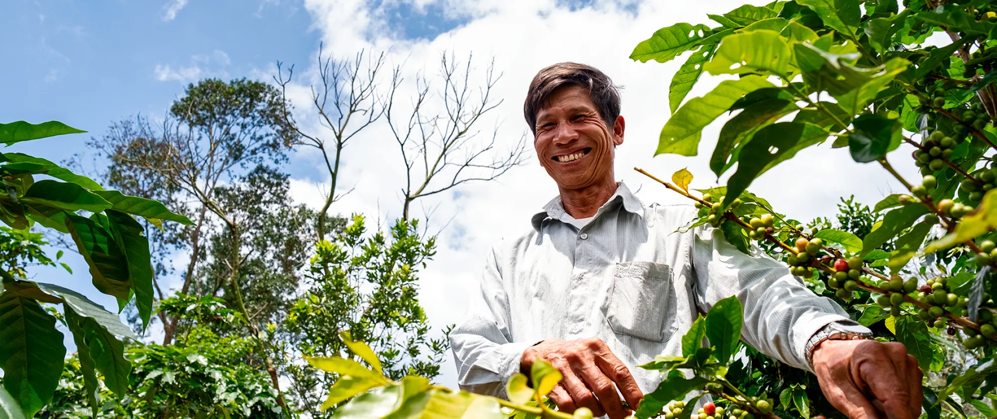 Laotian man picking coffee