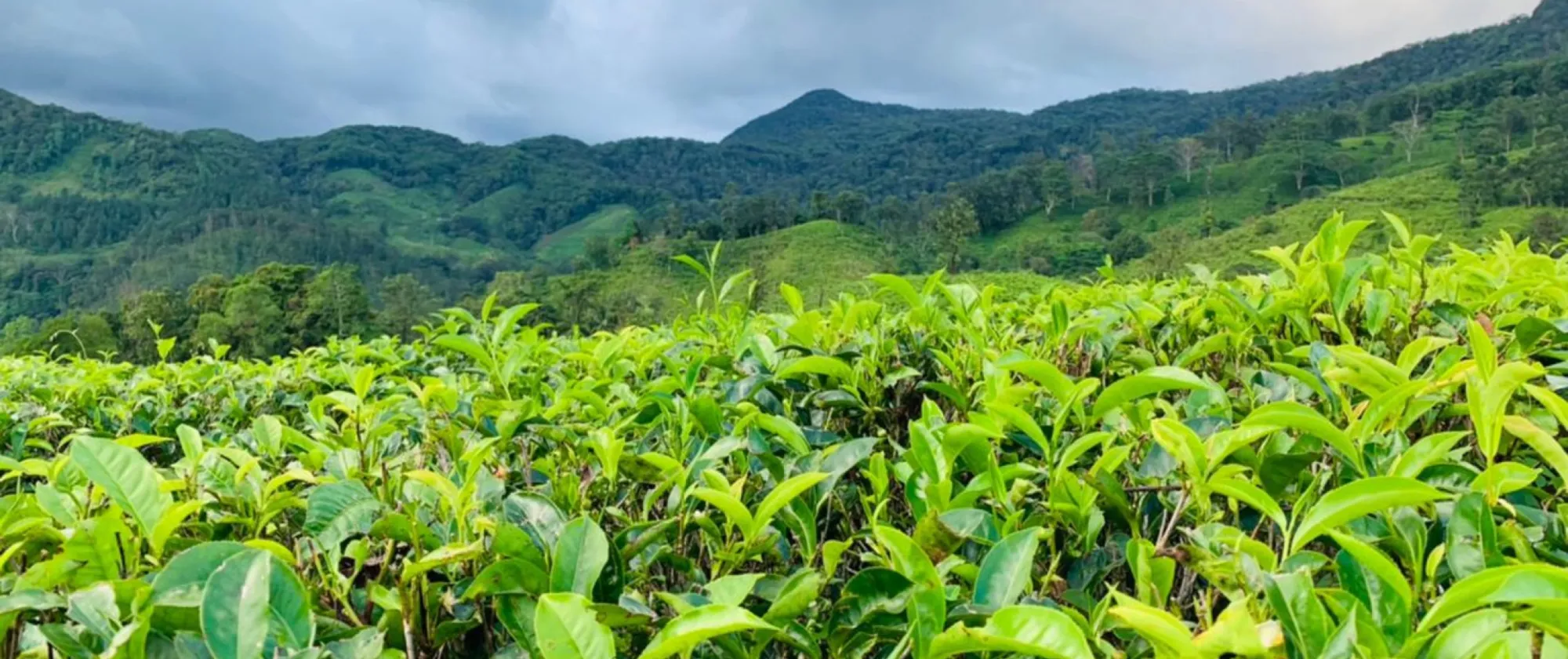 Tea plantation 