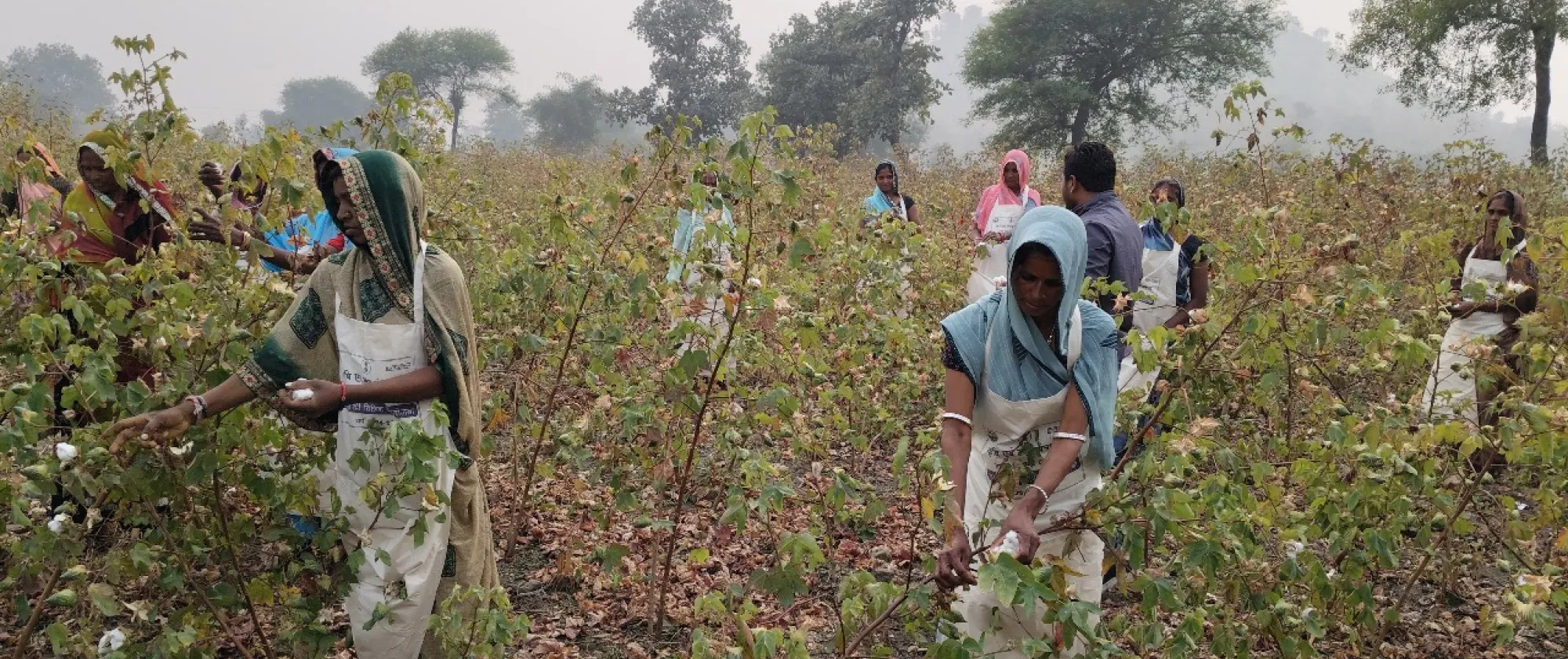 Women workers picking cotton in field, in India