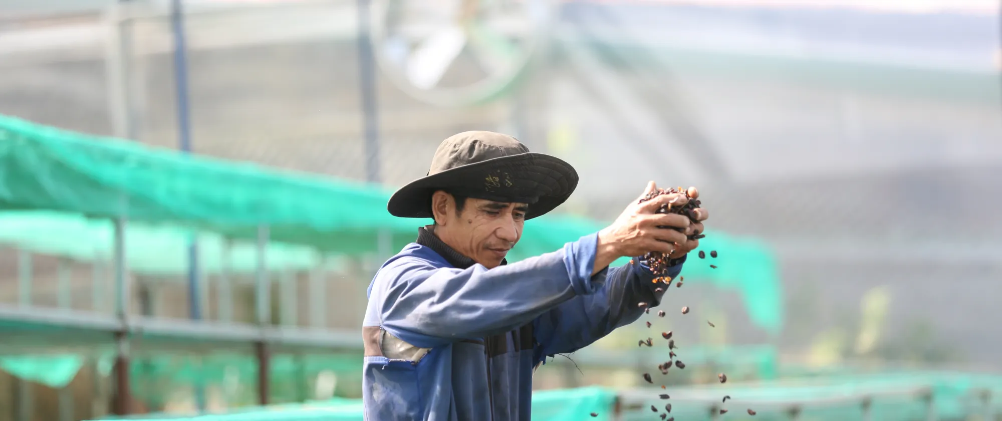 Man coffee farmer drying coffee beans