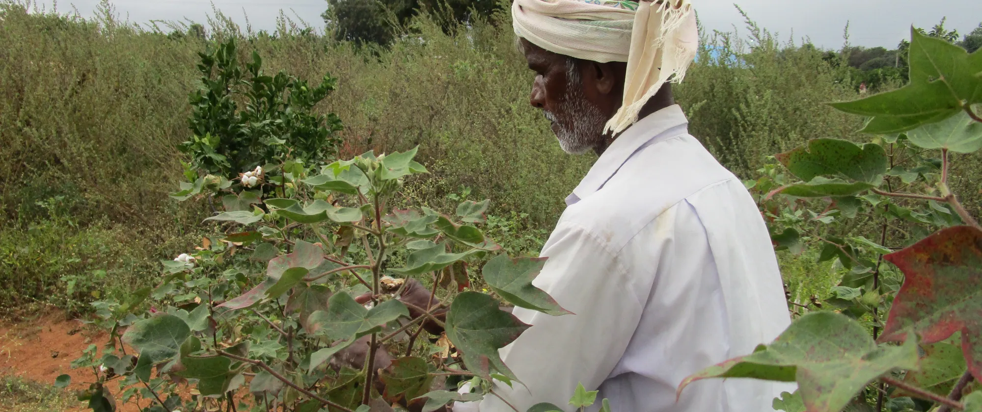 Man picking cotton in a field, India.