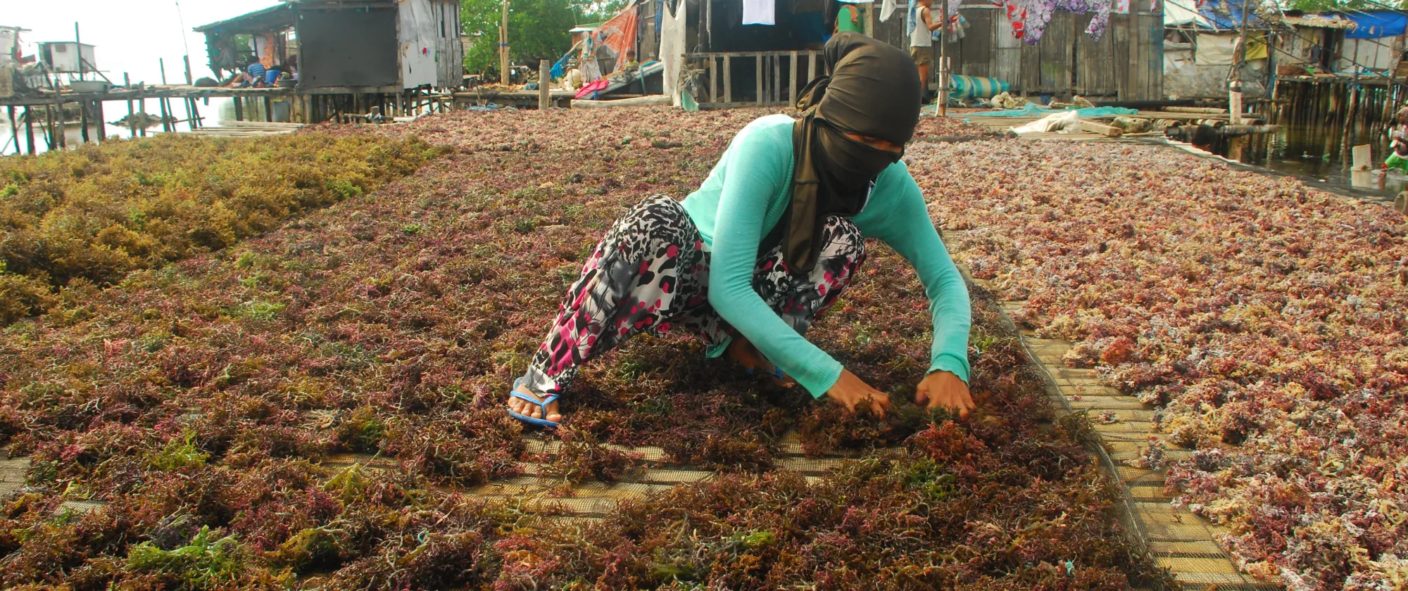 a woman grows seaweed in Zamboanga